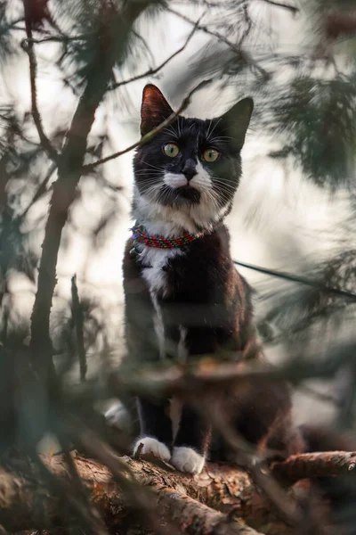 가지에 아름다운 고양이의 — 스톡 사진