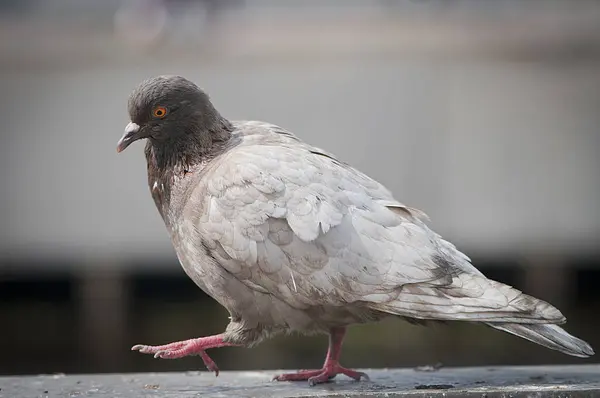 Primer Plano Una Hermosa Paloma Plumas Blancas Grises Sobre Fondo —  Fotos de Stock