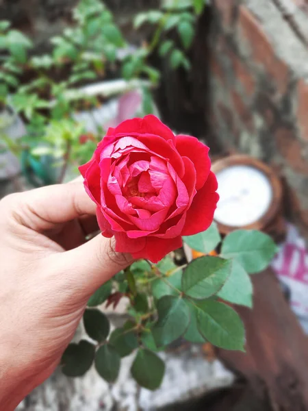 Eine Vertikale Aufnahme Einer Person Die Eine Blühende Rote Rose — Stockfoto