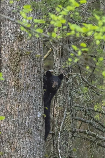 Een Verticaal Schot Van Een Zwarte Beer Welp Beklimmende Een — Stockfoto