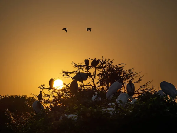 Naturskön Bild Orange Solnedgång Och Fåglar Toppen Träden Florida Usa — Stockfoto