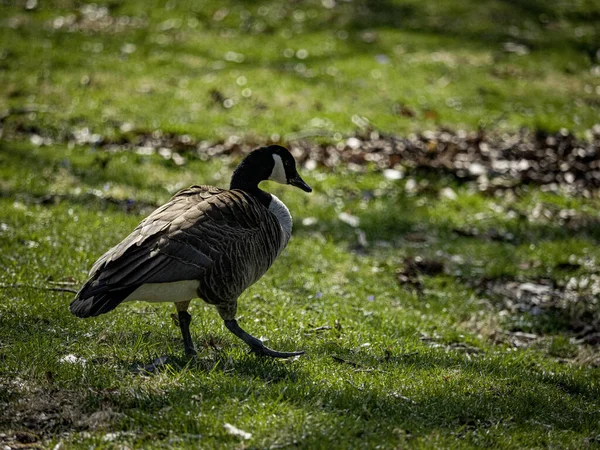 Beautiful View Canadian Goose Walking Grass — Stock Photo, Image