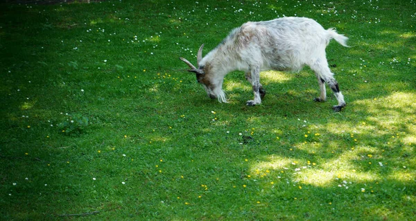 Маленькая Белая Коза Ходит Зеленому Полю — стоковое фото