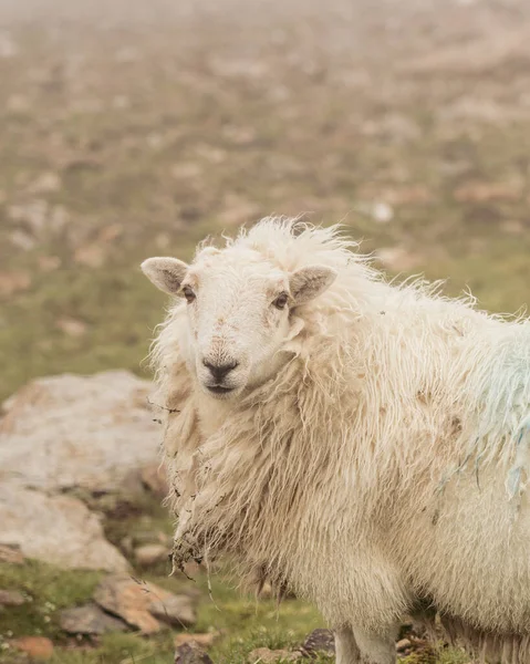 Vertical Shot Welsh Mountain Sheep Wilderness — Stock Photo, Image
