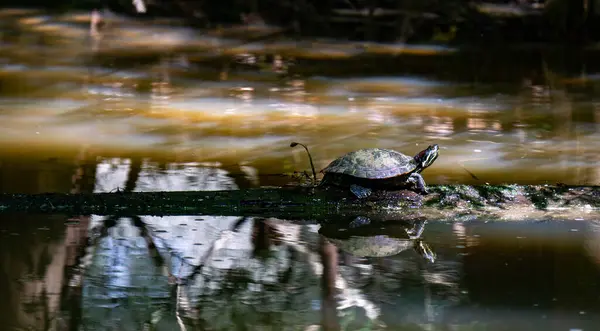 Zicht Een Vijver Schuifschildpad Trachemys Scripta Zittend Een Stuk Steen — Stockfoto