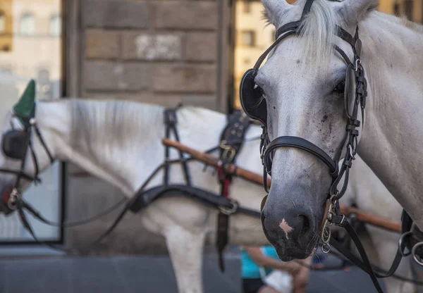 A white horse with lead ropes