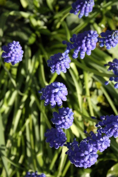 A vertical shot of blue common grape hyacinths - good for backgrounds