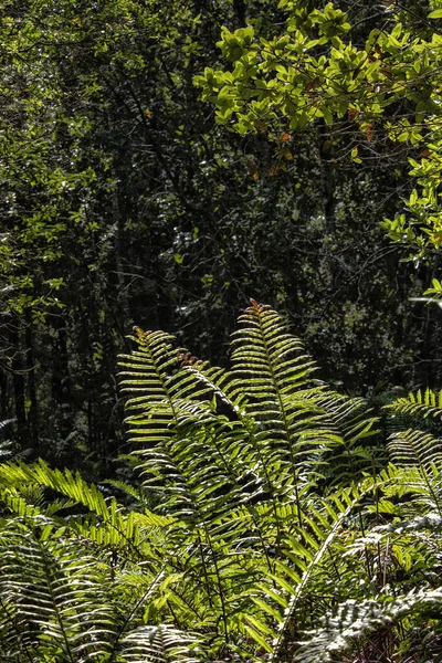 晴れた日に庭に木がある美しいシダ植物のクローズアップショット — ストック写真