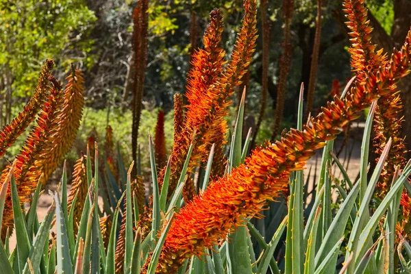 Mnoho Červených Aloe Květy Jaře Vyplnit Obrázek — Stock fotografie