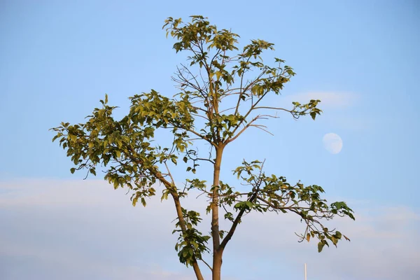 Piękny Widok Drzewa Zielonymi Liśćmi Zachmurzonym Tle Nieba — Zdjęcie stockowe