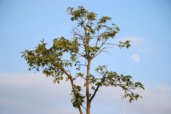 Une Belle Vue Arbre Aux Feuilles Vertes Sur Fond Ciel — Photo