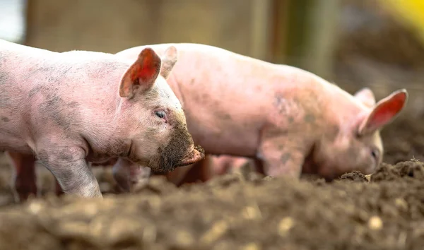 Closeup Pigs Playing Mud Farm — Stock Photo, Image