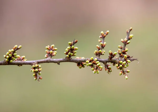 Eine Nahaufnahme Mit Vielen Knospen Von Prunus Spinosa Auf Einem — Stockfoto