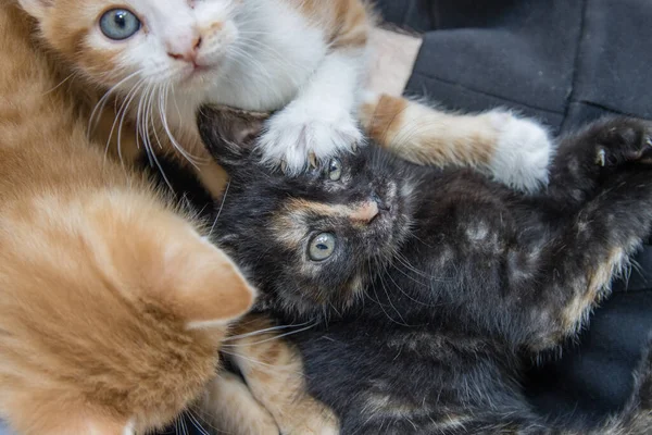 Birbirleriyle Oynayan Sevimli Kedi Yavrularının Yakın Çekimi — Stok fotoğraf