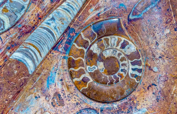 Une Belle Conception Coquille Nautilus Avec Granit Sur Vieux Mur — Photo