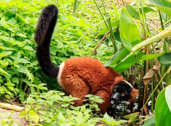 Zbliżenie Ujęcia Pomarańczowego Lemura Ukrywającego Się Środowisku Zoologicznym — Zdjęcie stockowe