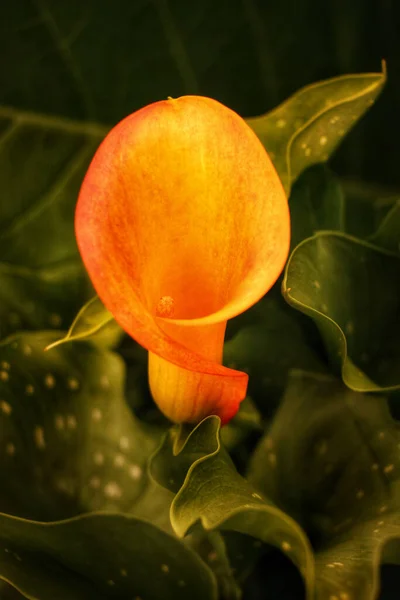 Primer Plano Vertical Una Flor Naranja Calla — Foto de Stock