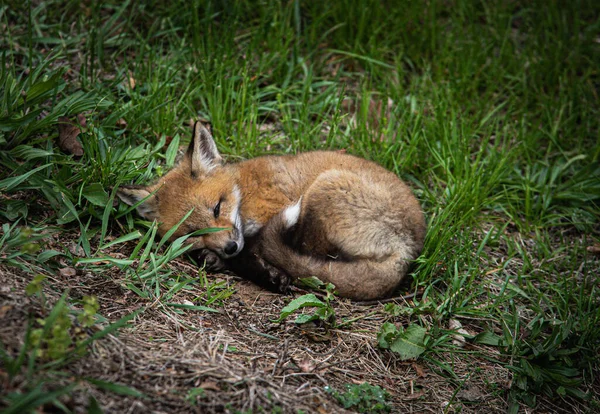 Uma Adorável Raposa Dorminhoca Deitada Grama Verde — Fotografia de Stock