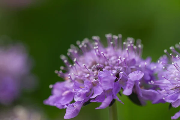 Homályos Hátterű Lila Scabiosa Virágok Közelsége — Stock Fotó