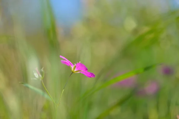 Eine Nahaufnahme Einer Schönen Kleinen Blühenden Blume Einem Garten Auf — Stockfoto
