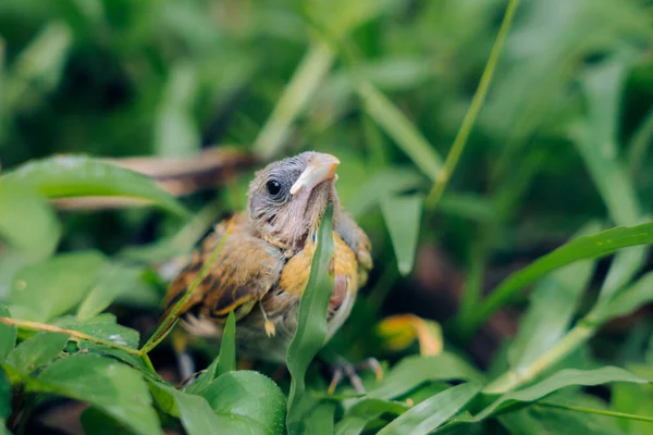 Ein Schöner Schuss Safranfink Hinter Den Blättern — Stockfoto