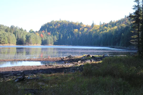 Primer Plano Lago Con Bosque Fondo — Foto de Stock