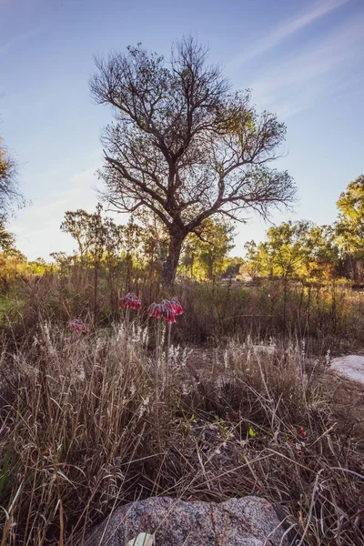 Plano Vertical Árbol Una Zona Rural Fondo Azul Del Cielo — Foto de Stock