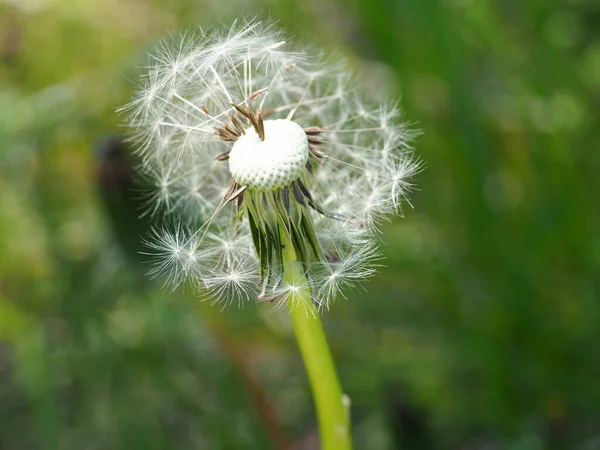 Closeup Shot Common Dandelion — 图库照片