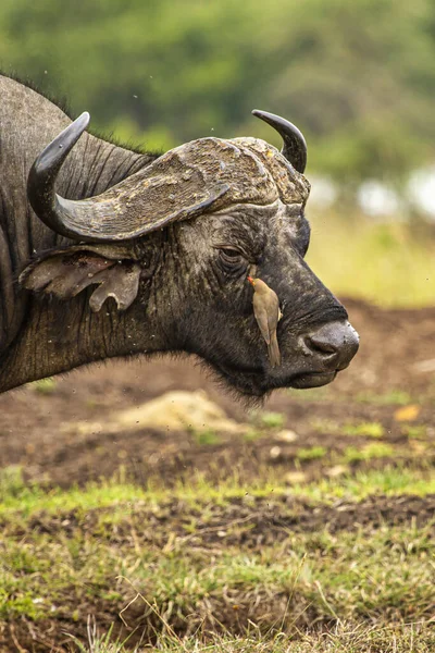 Nahaufnahme Eines Afrikanischen Büffels Mit Einem Ochsenpecker Auf Dem Kopf — Stockfoto