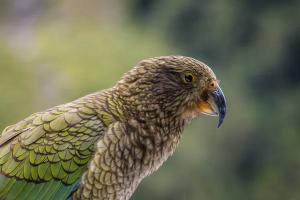 Ένα Κοντινό Πλάνο Του Παπαγάλου Kea Στη Νέα Ζηλανδία Θολό — Φωτογραφία Αρχείου
