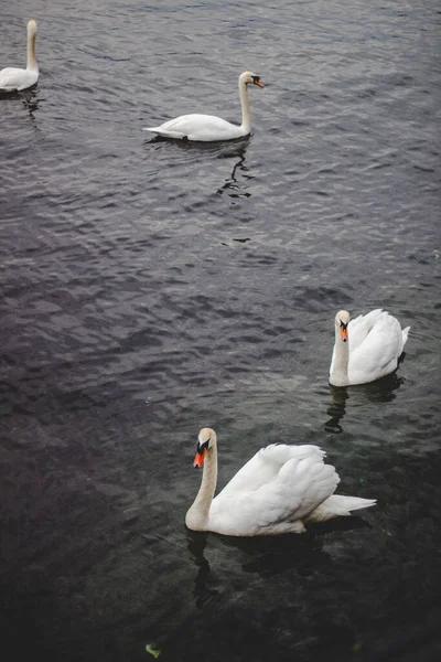낮에는 잔잔하고 어두운 호수에서 헤엄치고 백조의 아름다운 — 스톡 사진