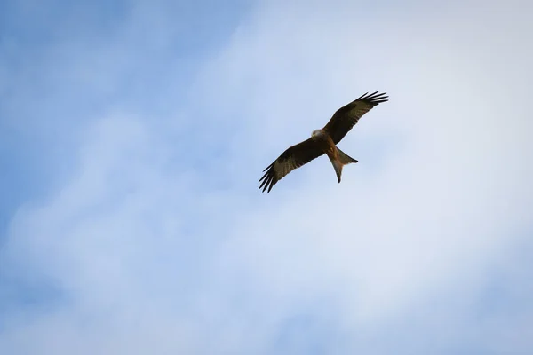 Ein Malerischer Blick Auf Einen Den Bewölkten Himmel Fliegenden Rotmilan — Stockfoto