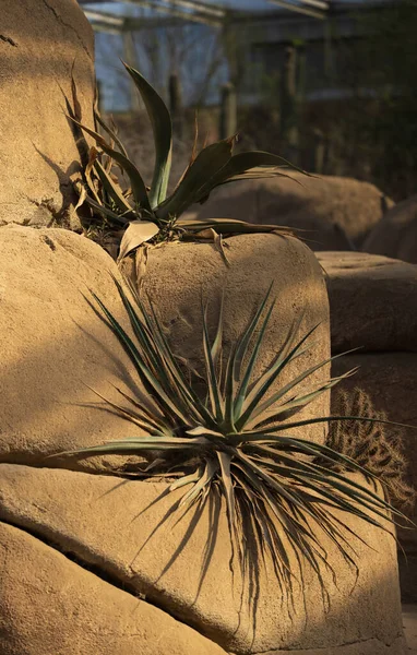 Egy Függőleges Közelkép Sivatagi Növényekről Egy Sziklán — Stock Fotó