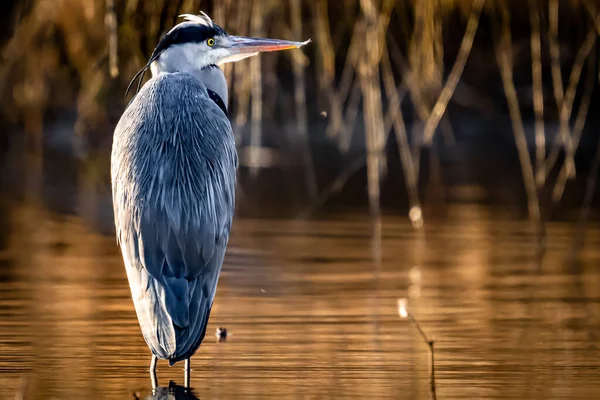 Eine Nahaufnahme Eines Reihers Ardea Cinerea Der Der Nähe Eines — Stockfoto