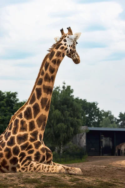 Gros Plan Une Girafe Par Derrière Contre Ciel Nuageux Bleu — Photo