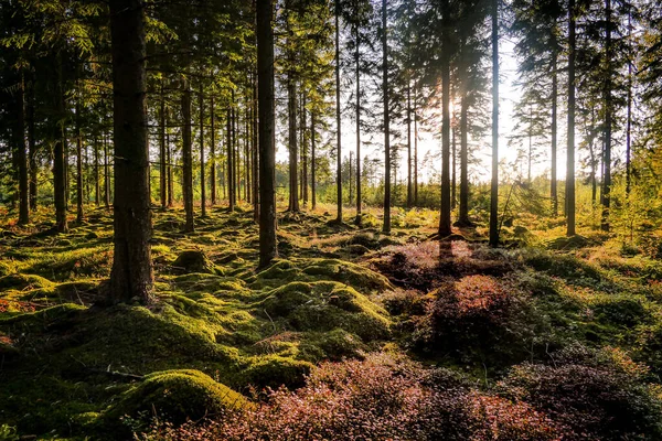 Une Belle Vue Royaume Suède Avec Lumière Soleil — Photo