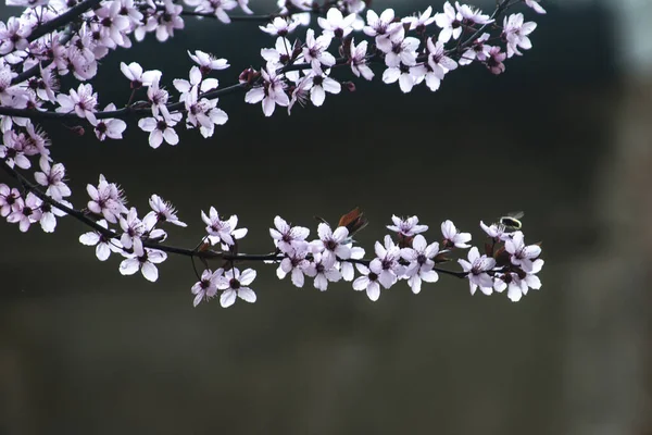 Plan Mise Point Peu Profond Branches Fleurs Cerisier — Photo