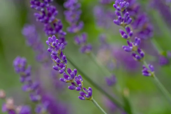 Close Botões Lavanda Azul Com Fundo Embaçado — Fotografia de Stock