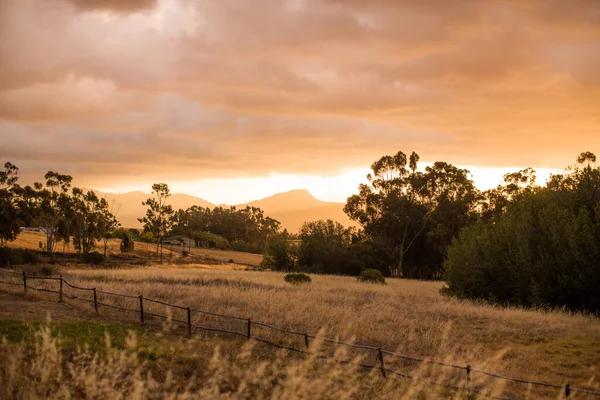 Gyllene Långt Gräs Odlas Fältet Mot Den Fascinerande Solnedgången Himlen — Stockfoto