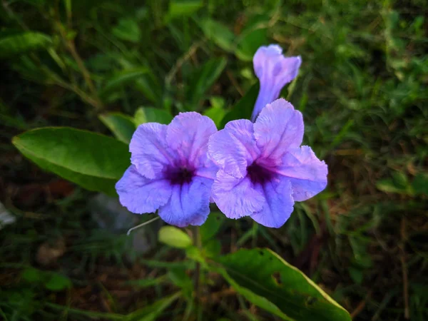 フィールド内の鮮やかな紫色のルエリアの花 — ストック写真