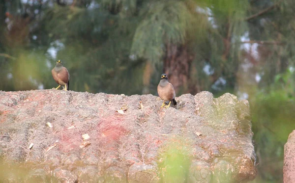 Plano Poco Profundo Aves Myna Posadas Tejado Piedra Día Soleado — Foto de Stock