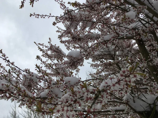 Nízký Úhel Pohledu Strom Malými Kvetoucími Květy Tavícím Sněhem — Stock fotografie