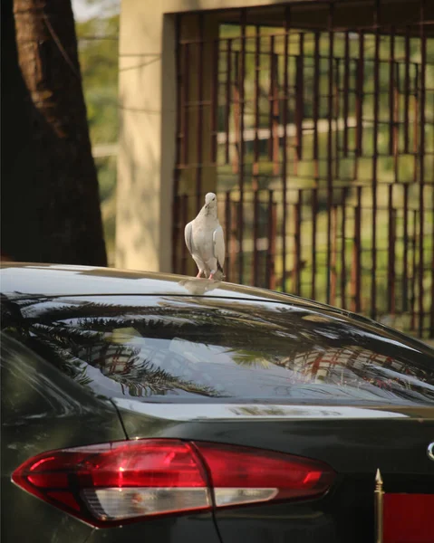 Une Colombe Blanche Tient Sur Voiture — Photo