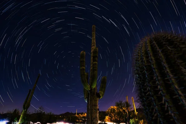 Closeup Shot Cactuses Background Fascinating Starry Sky — Stock Photo, Image