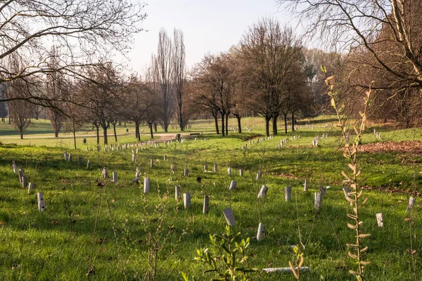 Field Newly Planted Trees Supported Wooden Stakes Plastic Tubes Urban — Stock Photo, Image