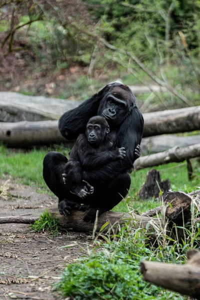 Disparo Vertical Joven Gorila Con Madre Hábitat Natural — Foto de Stock