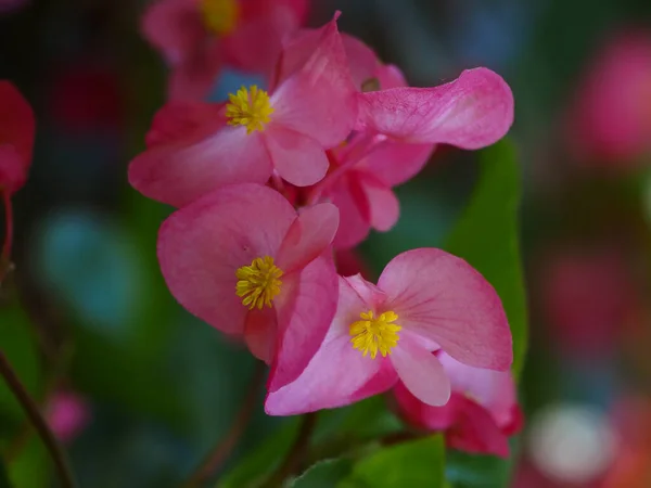 Primer Plano Una Hermosa Flor Floreciendo Jardín Munsinger Con Fondo — Foto de Stock