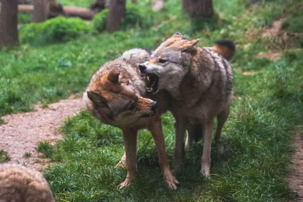 Closeup Wolves Fighting Each Other — Stock Photo, Image