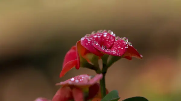 Zbliżenie Zdjęcie Czerwonych Kwiatów Kroplami Rosy — Zdjęcie stockowe