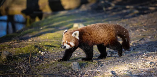 Gros Plan Panda Rouge Marchant Sur Une Pelouse Dans Jardin — Photo